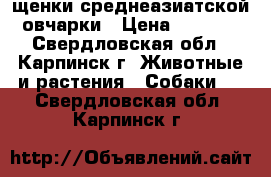 щенки среднеазиатской овчарки › Цена ­ 5 000 - Свердловская обл., Карпинск г. Животные и растения » Собаки   . Свердловская обл.,Карпинск г.